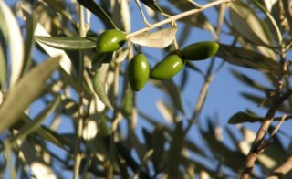 Olive cultivation