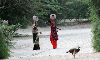 Tharparkar Moor