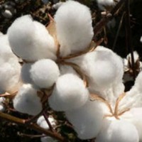 Cotton