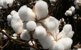 Cotton