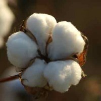 Cotton