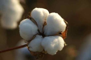 Cotton