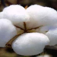 Cotton