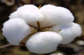 Cotton