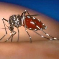 Dengue Mosquito