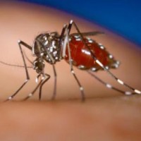 Dengue Mosquito