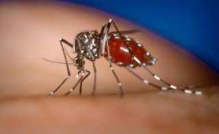 Dengue Mosquito