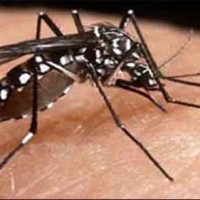 Dengue