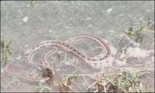 Flood Snake