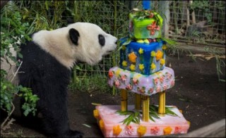 Panda Birthday