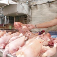 Poultry Meat