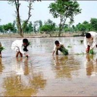 Punjab Flood