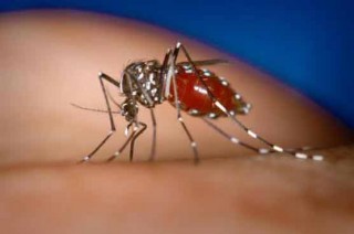 Dengue