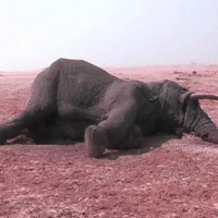 Elephants killed