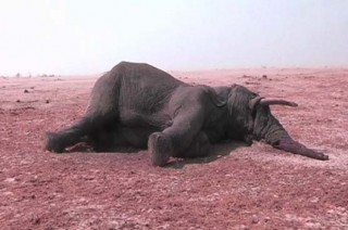 Elephants killed