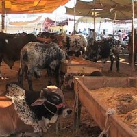 Cattle Market