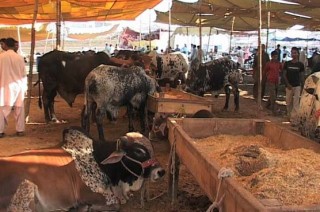 Cattle Market