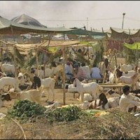 Cattle Market