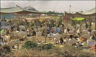 Cattle Market