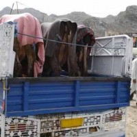 Cattle Smuggling