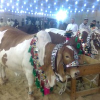 Eid Qurban