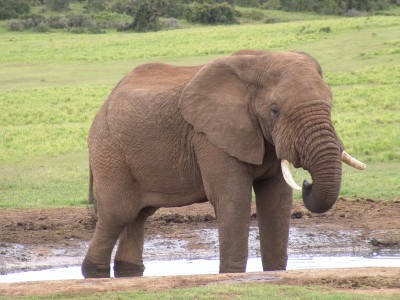 Elephant