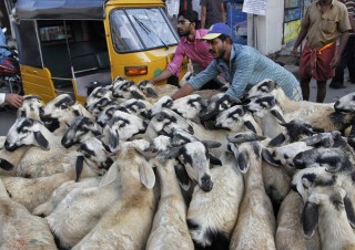 Goat Market