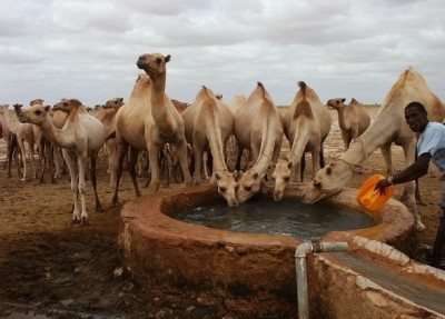 Camels