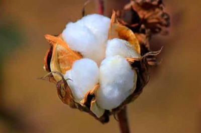 Cotton 