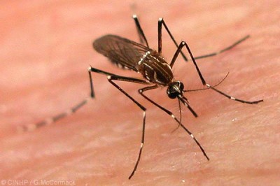 Dengue Mosquito