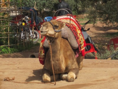 Camel