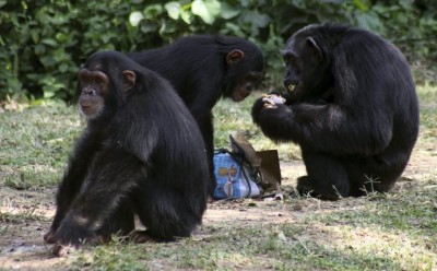 Chimpanzees