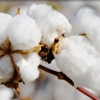 Cotton