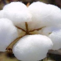 Cotton