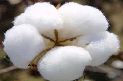 Cotton