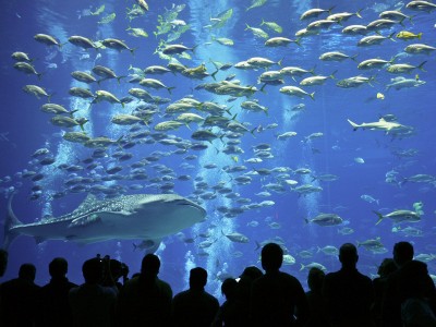 Aquariums