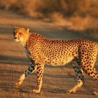 Cheetah