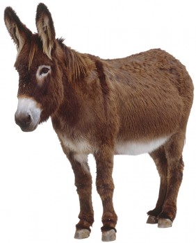  Donkey