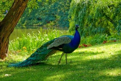 Peacock