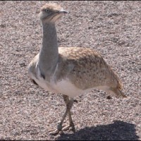 Houbara