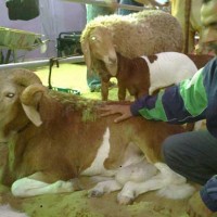 Agricultural Exhibition