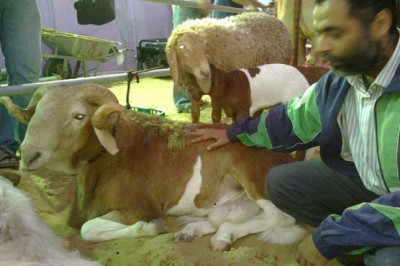 Agricultural Exhibition