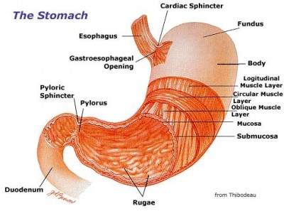 Stomach