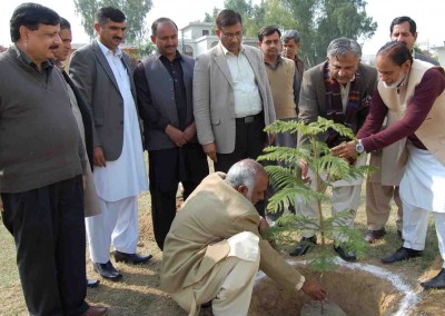 Tree Planting