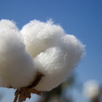 Cotton