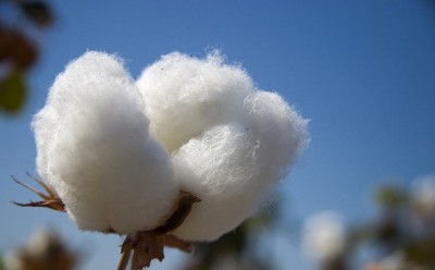 Cotton 