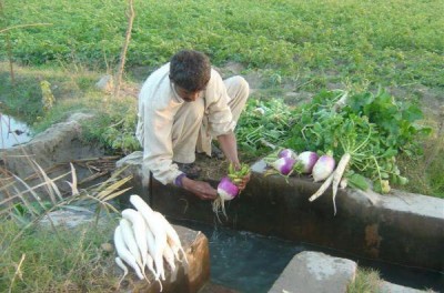 Fresh Vegetable Of Village