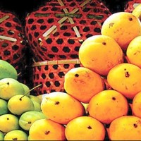 Indian Mangoes