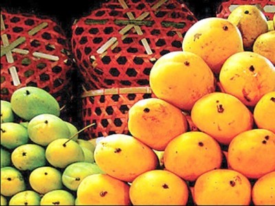  Indian Mangoes