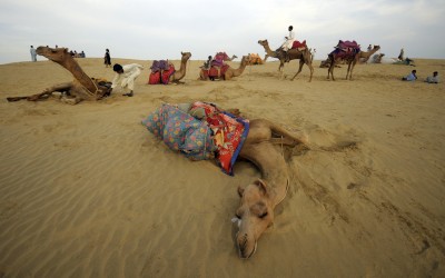 Thar Desert